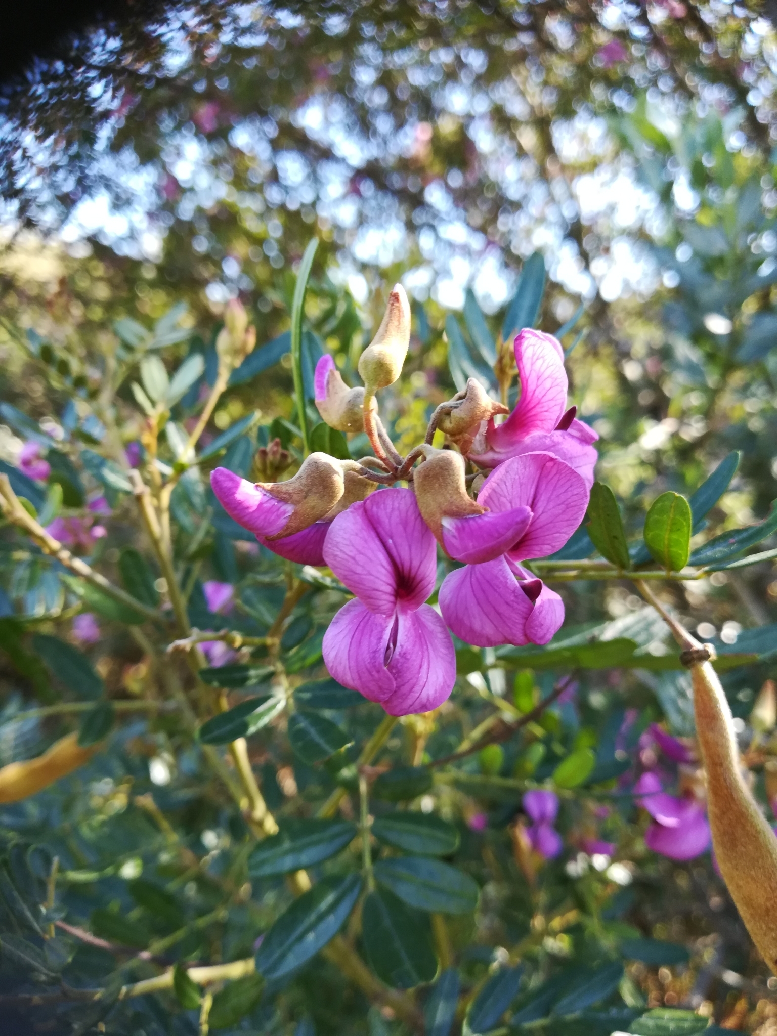 Virgilia oroboides