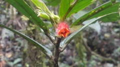 Columnea dimidiata