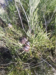 Leucospermum hypophyllocarpodendron canaliculatum × parile