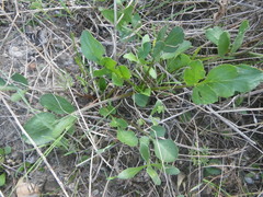 Lichtensteinia obscura