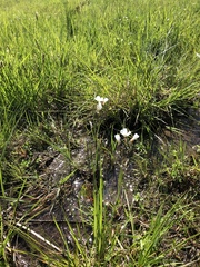 Cardamine penduliflora