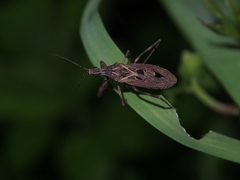Oncocephalus pudicus