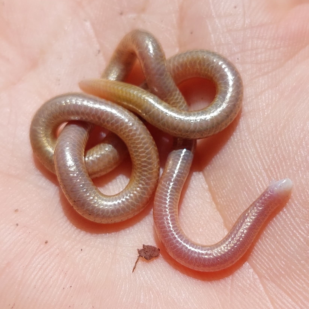 Mato Grosso Blind Snake