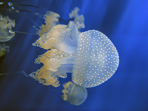 Phyllorhiza punctata von Lendenfeld, 1884