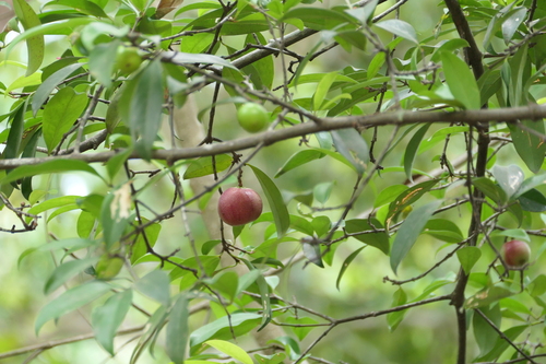 Image of Garcinia indica by (c) Dinesh Valke, some rights reserved (CC BY-SA)