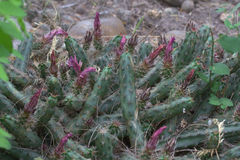 Echinocereus berlandieri
