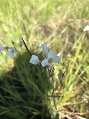 Cardamine penduliflora