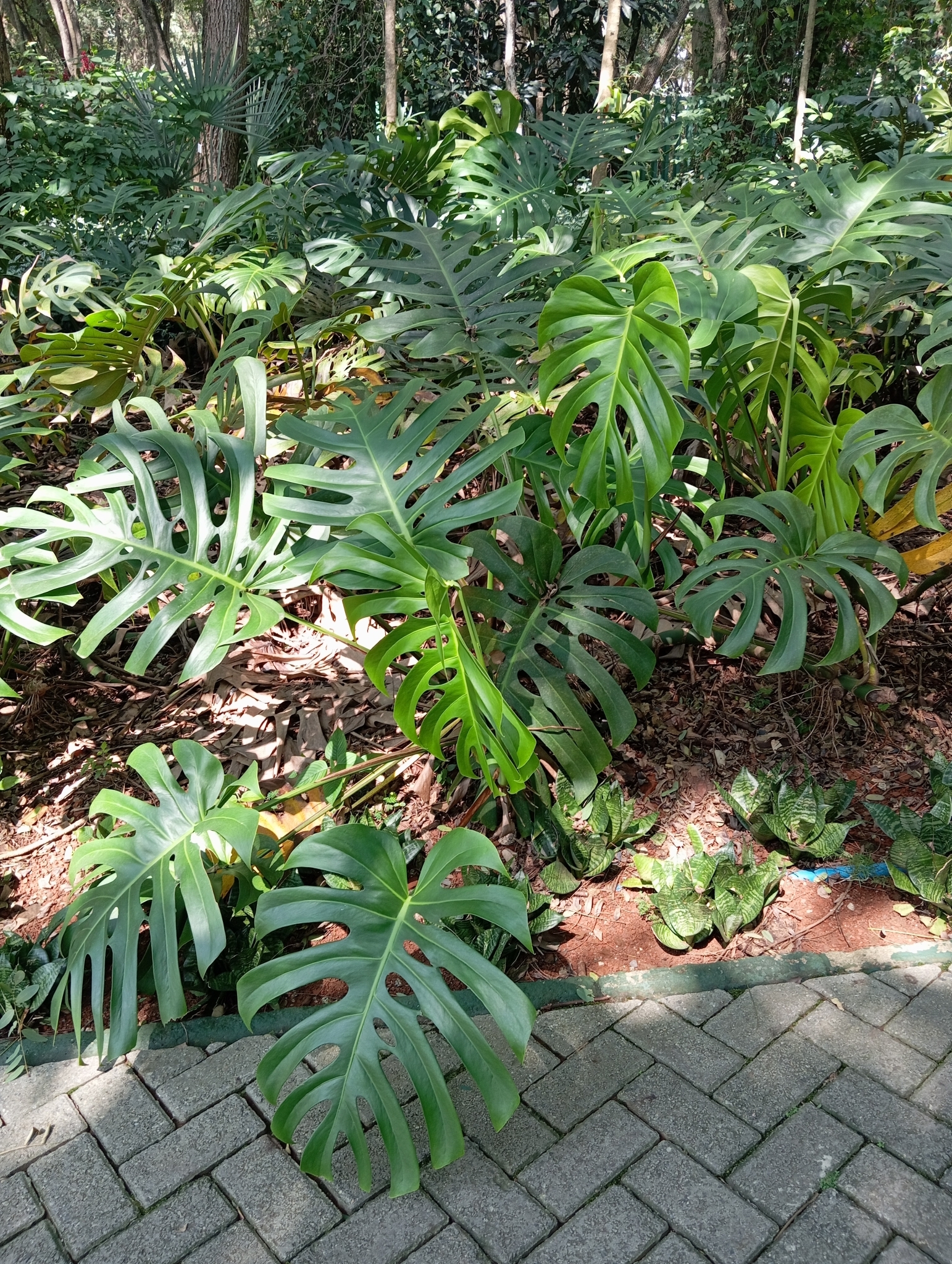 Monstera deliciosa