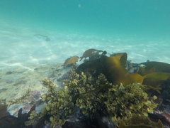 Chirodactylus brachydactylus