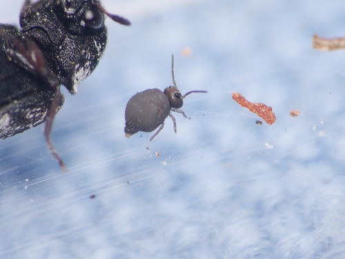 Garden Springtail, photo 4 of 10