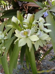 Prosthechea radiata