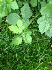 Rubus