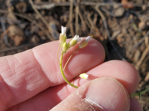 Image of Boechera fendleri by no rights reserved