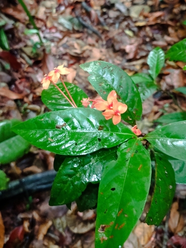 Ixora javanica observed 2024-04-26