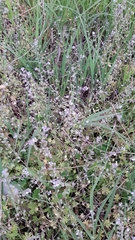 Myosotis discolor