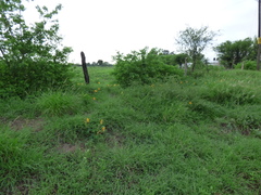 Cochlospermum wrightii
