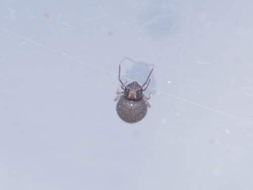 Garden Springtail, photo 5 of 10