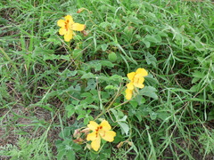 Cochlospermum wrightii