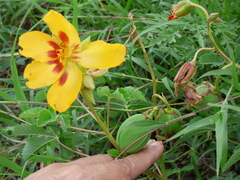 Cochlospermum wrightii