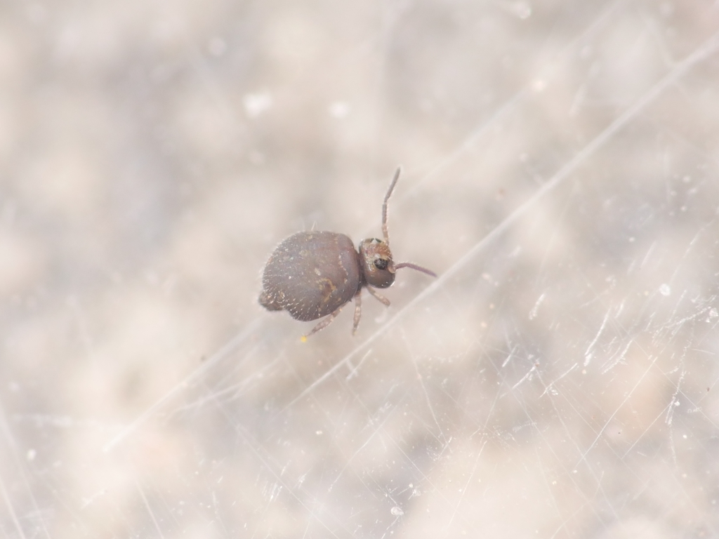 Garden Springtail