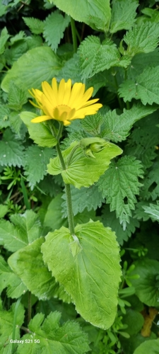 Image of Leopard's-Bane (Doronicum pardalianches) by no rights reserved