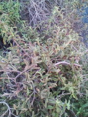 Magnoliopsida