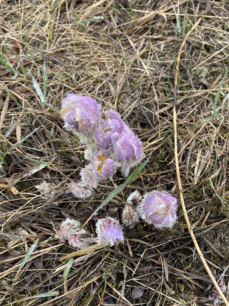 flowering-plants-from-37-st-sw-tsuu-t-ina-nation-145-sarcee-145-ab