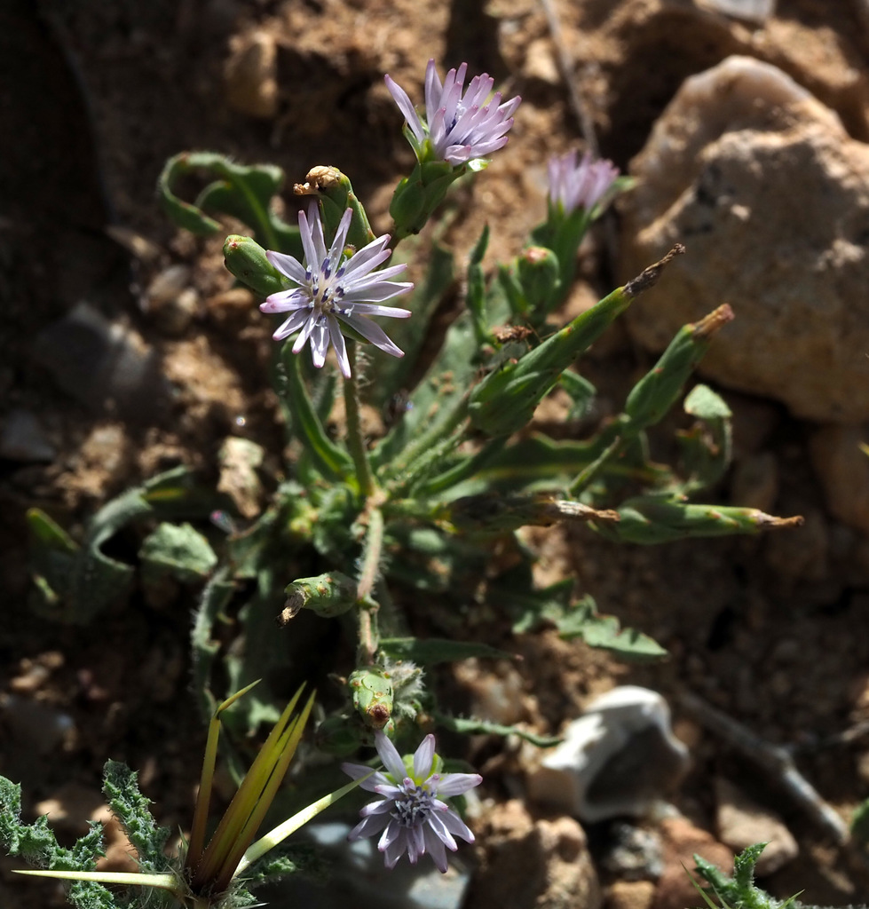 Lactuca undulata