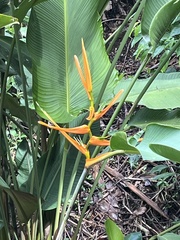 Heliconia latispatha image