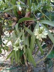 Prosthechea radiata