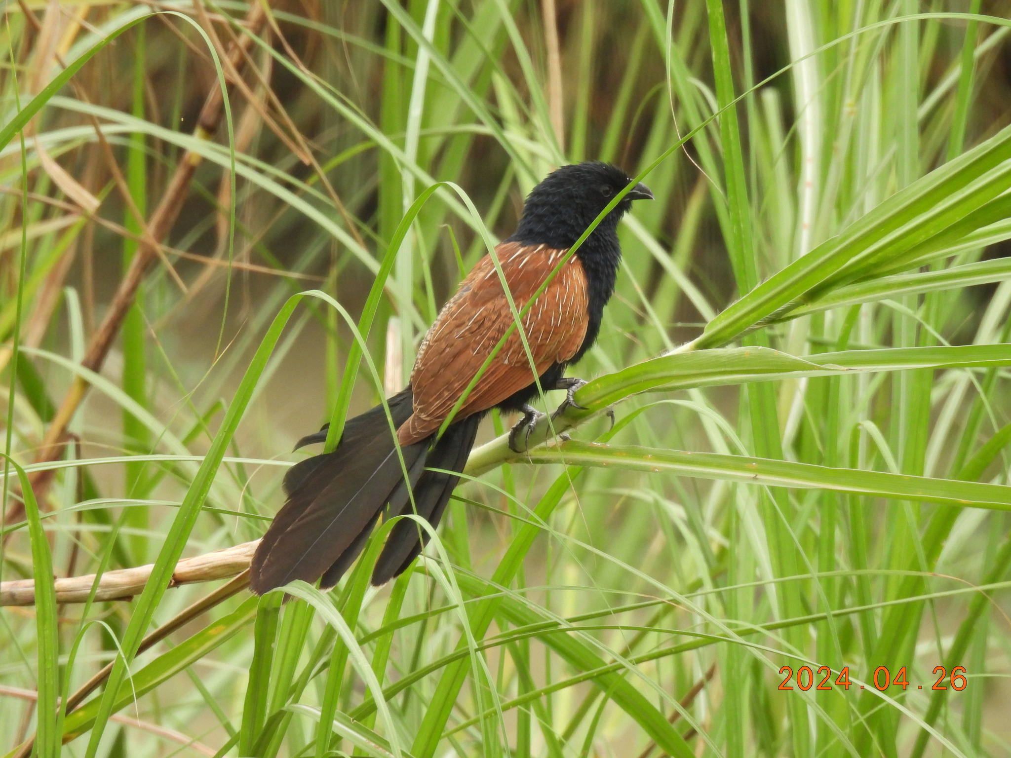 Lesser Coucal