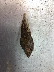Chasmodes