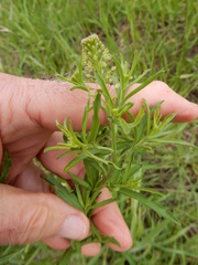 Lepidium austrinum