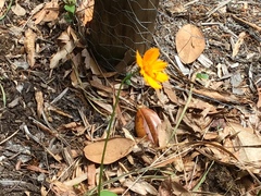 Cosmos sulphureus