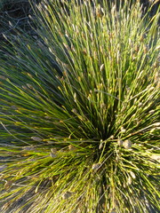 Hypodiscus willdenowia