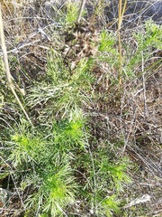 Senecio foeniculoides