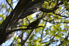 Chloropicus griseocephalus