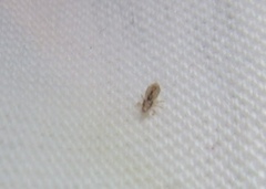 Pediculus humanus capitis