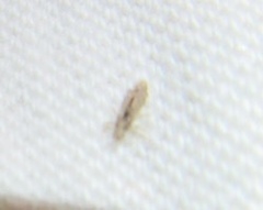 Pediculus humanus capitis