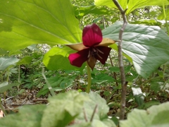 Trillium
