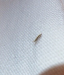 Pediculus humanus capitis