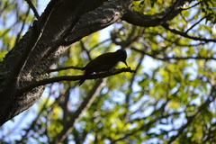 Chloropicus griseocephalus