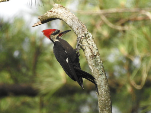 Pileated Woodpecker photographed in Louisiana