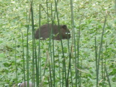 Cavia aperea anolaimae