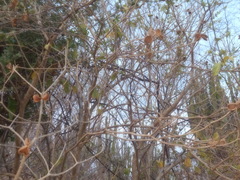 Tabernaemontana tomentosa