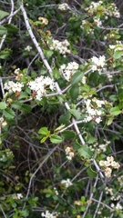 Ceanothus divergens