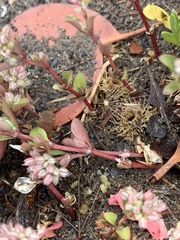 Polycarpon tetraphyllum tetraphyllum