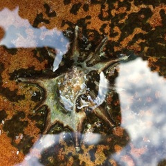 Scutellastra longicosta