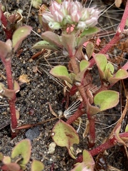 Polycarpon tetraphyllum tetraphyllum