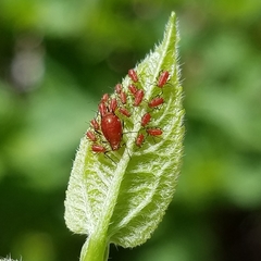 Uroleucon obscuricaudatum